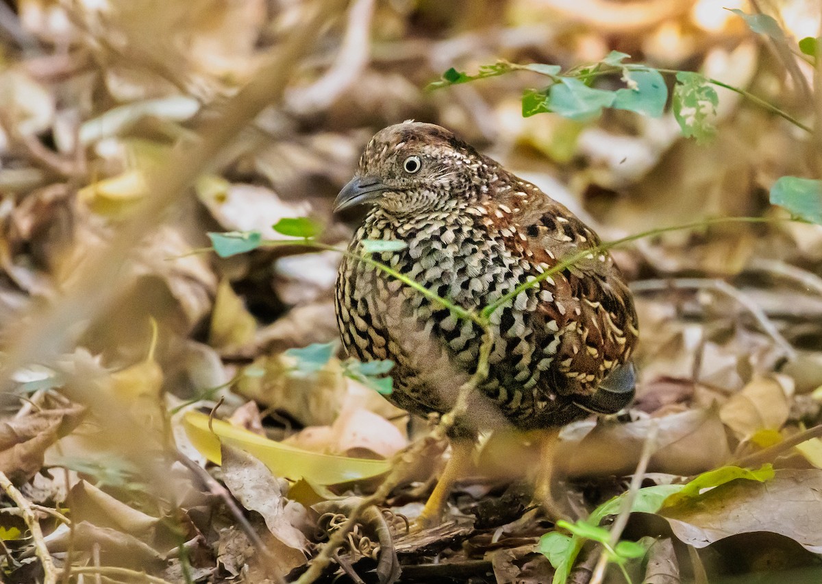 Black-breasted Buttonquail - ML485831611