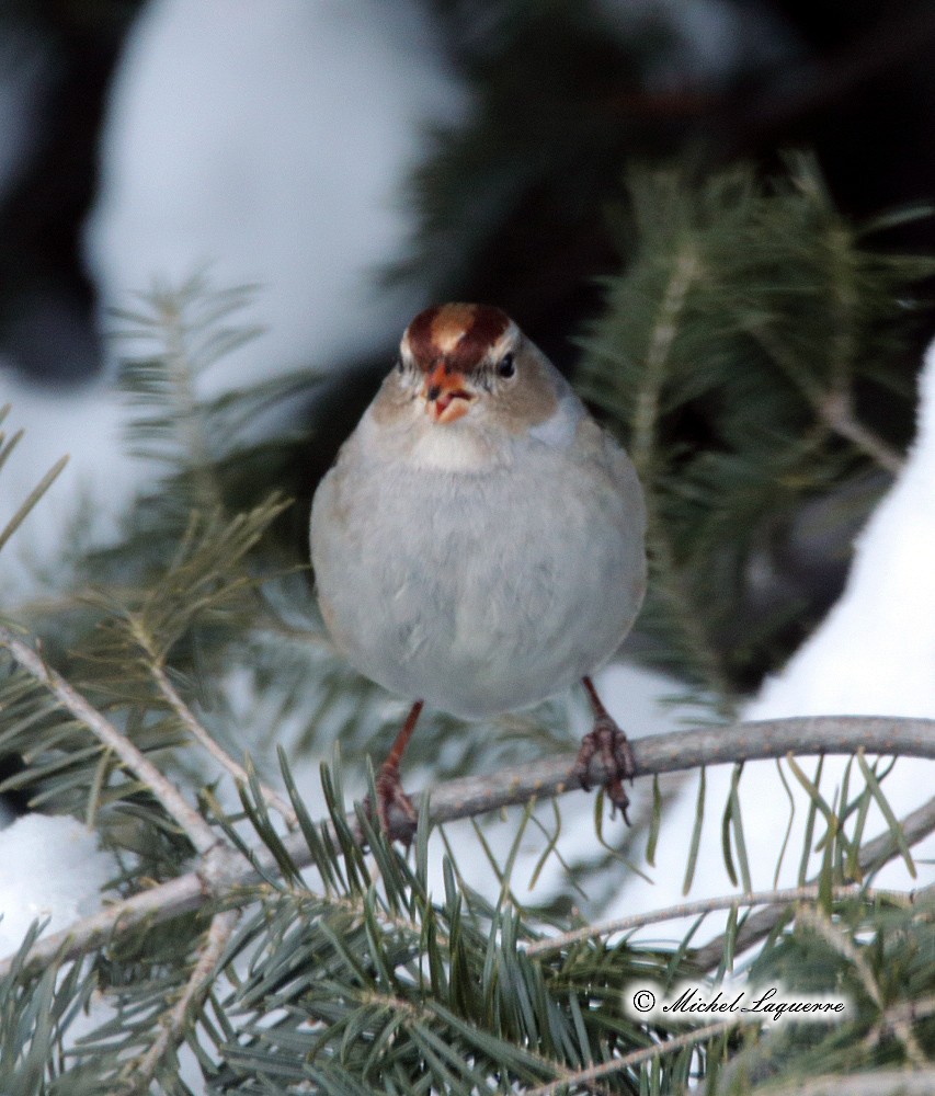 White-crowned Sparrow - ML48583211