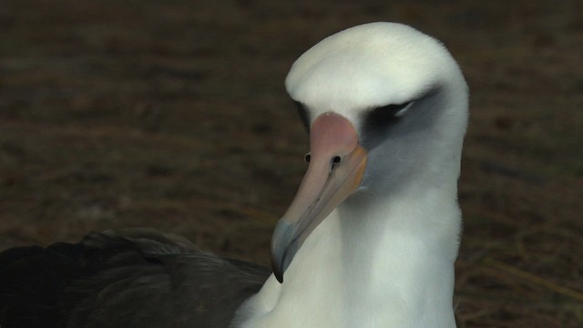 albatros laysanský - ML485833