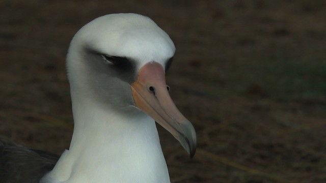 albatros laysanský - ML485834