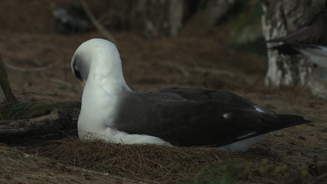 albatros laysanský - ML485835