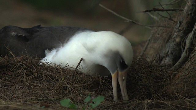 albatros laysanský - ML485836
