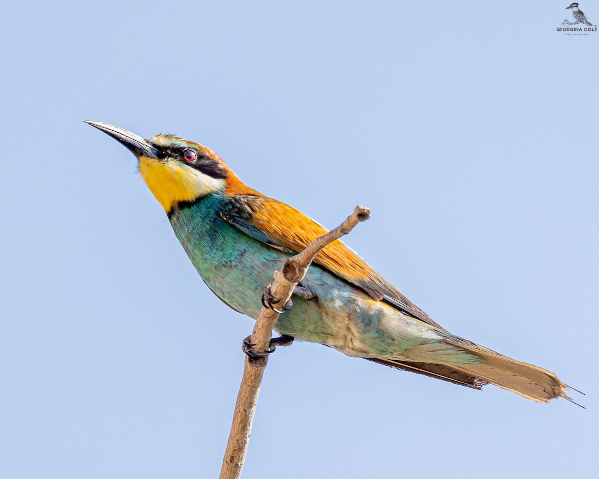 European Bee-eater - Georgina Cole