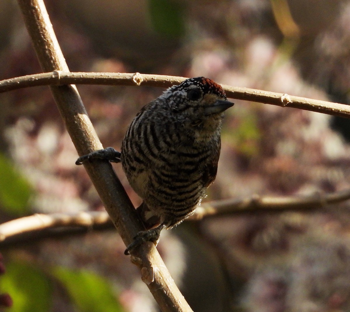 White-barred Piculet (Marajo) - ML485836951