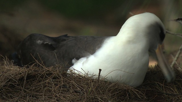 albatros laysanský - ML485837