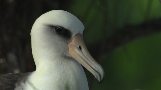 albatros laysanský - ML485840