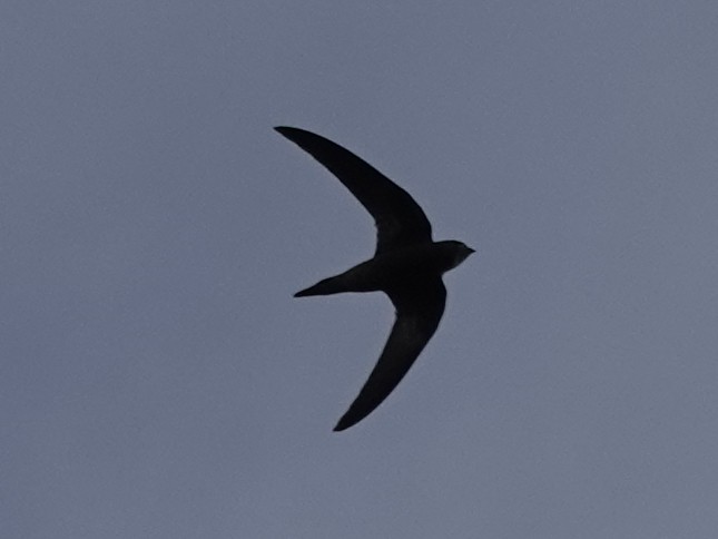 Common Swift - Mike Blancher