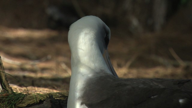albatros laysanský - ML485841
