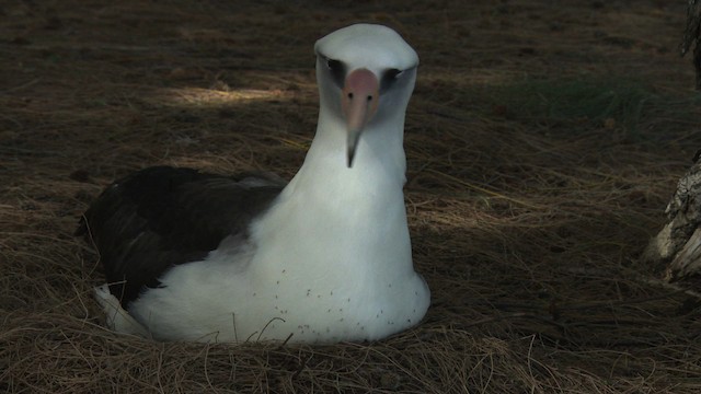 albatros laysanský - ML485842