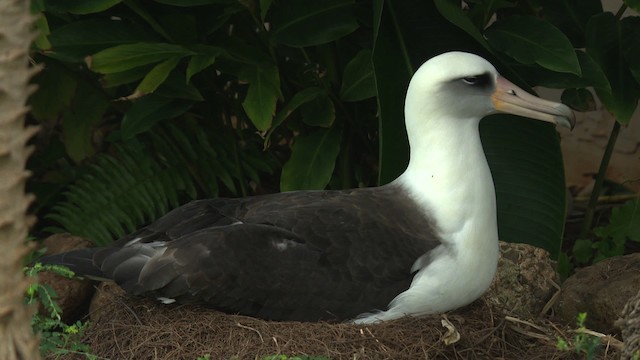 albatros laysanský - ML485845
