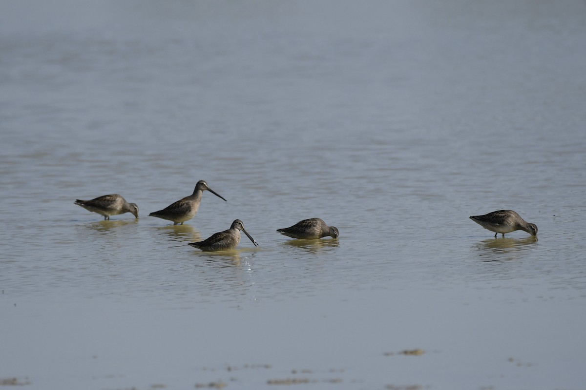 Long-billed Dowitcher - ML485847691