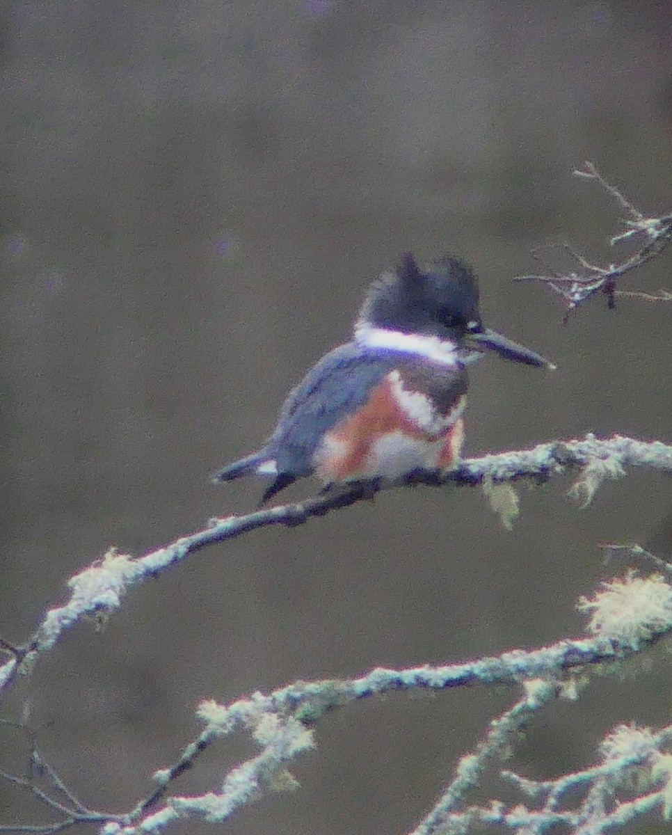 Belted Kingfisher - ML485849201