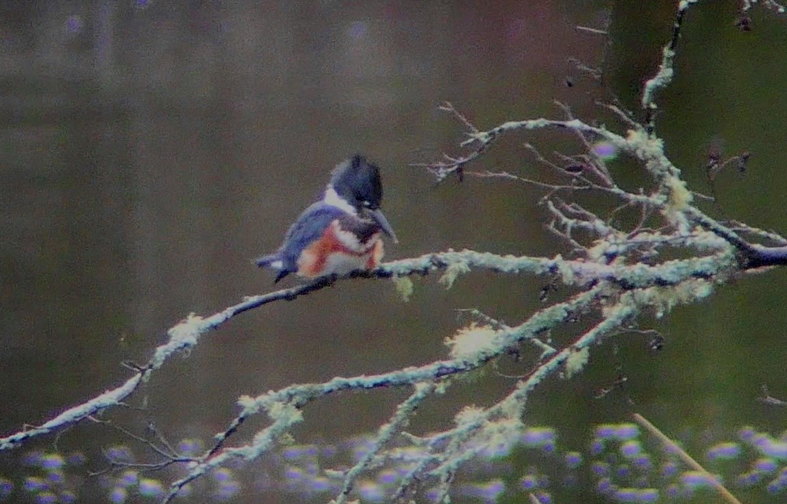 Belted Kingfisher - ML485849211