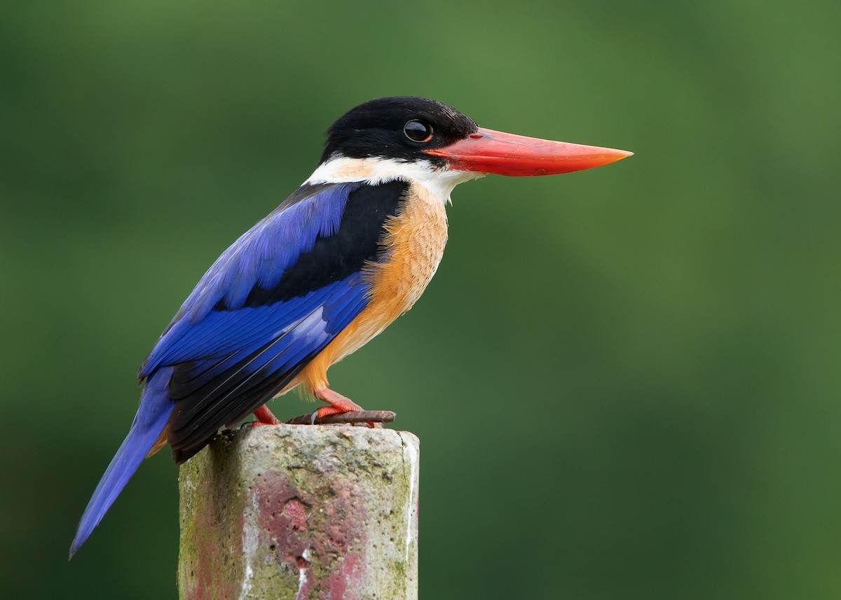 Black-capped Kingfisher - Ayuwat Jearwattanakanok