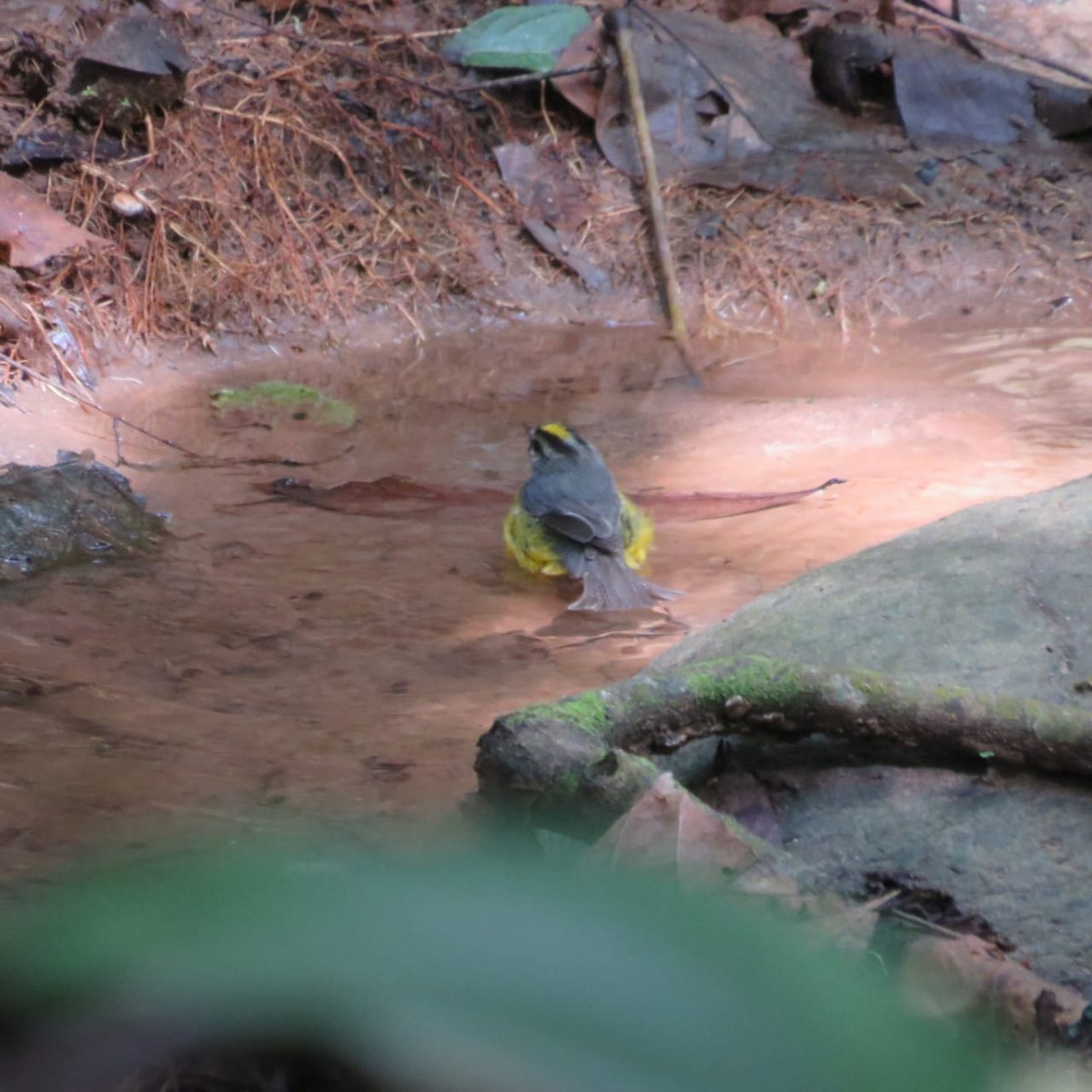 Golden-crowned Warbler - ML485851701