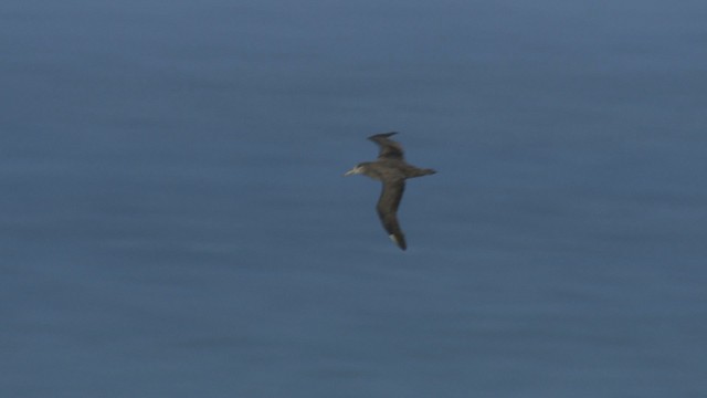 Albatros à pieds noirs - ML485852