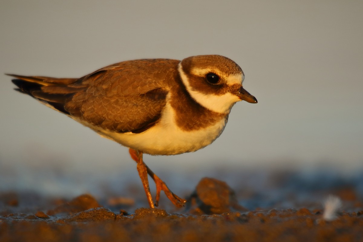 Common Ringed Plover - ML485852951