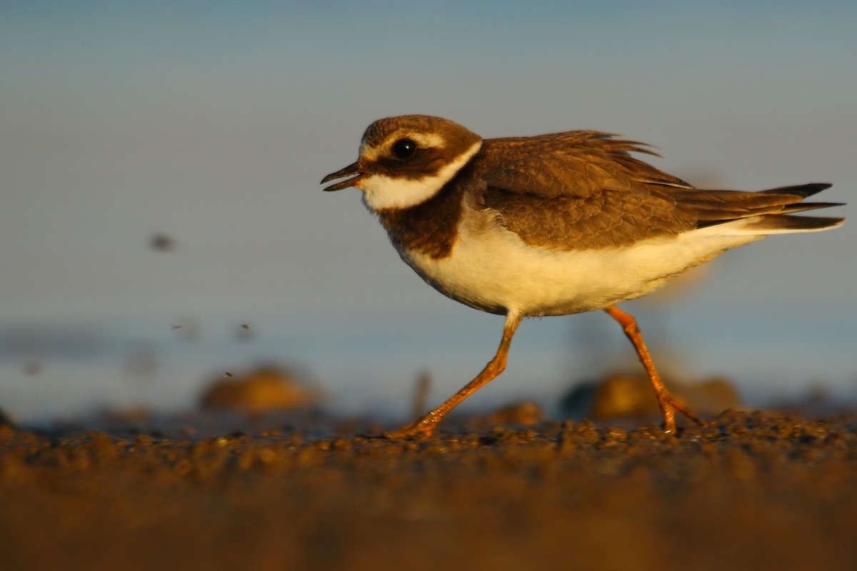 Common Ringed Plover - ML485853241