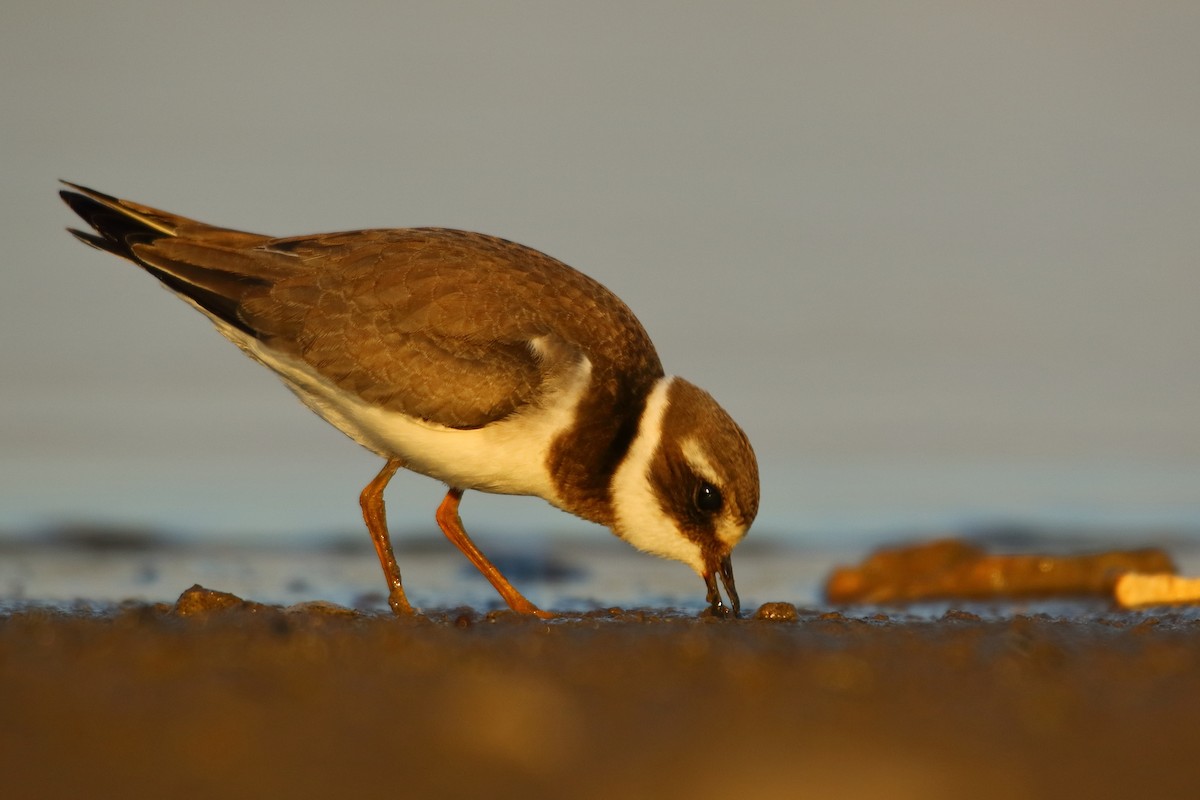 Common Ringed Plover - ML485853511