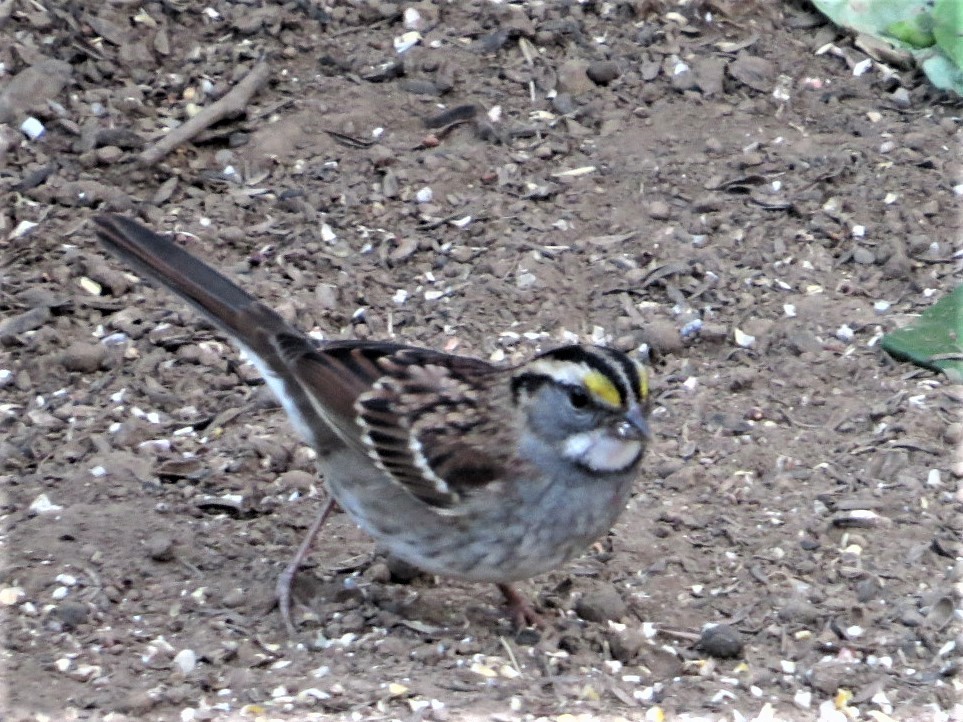 White-throated Sparrow - ML485854391