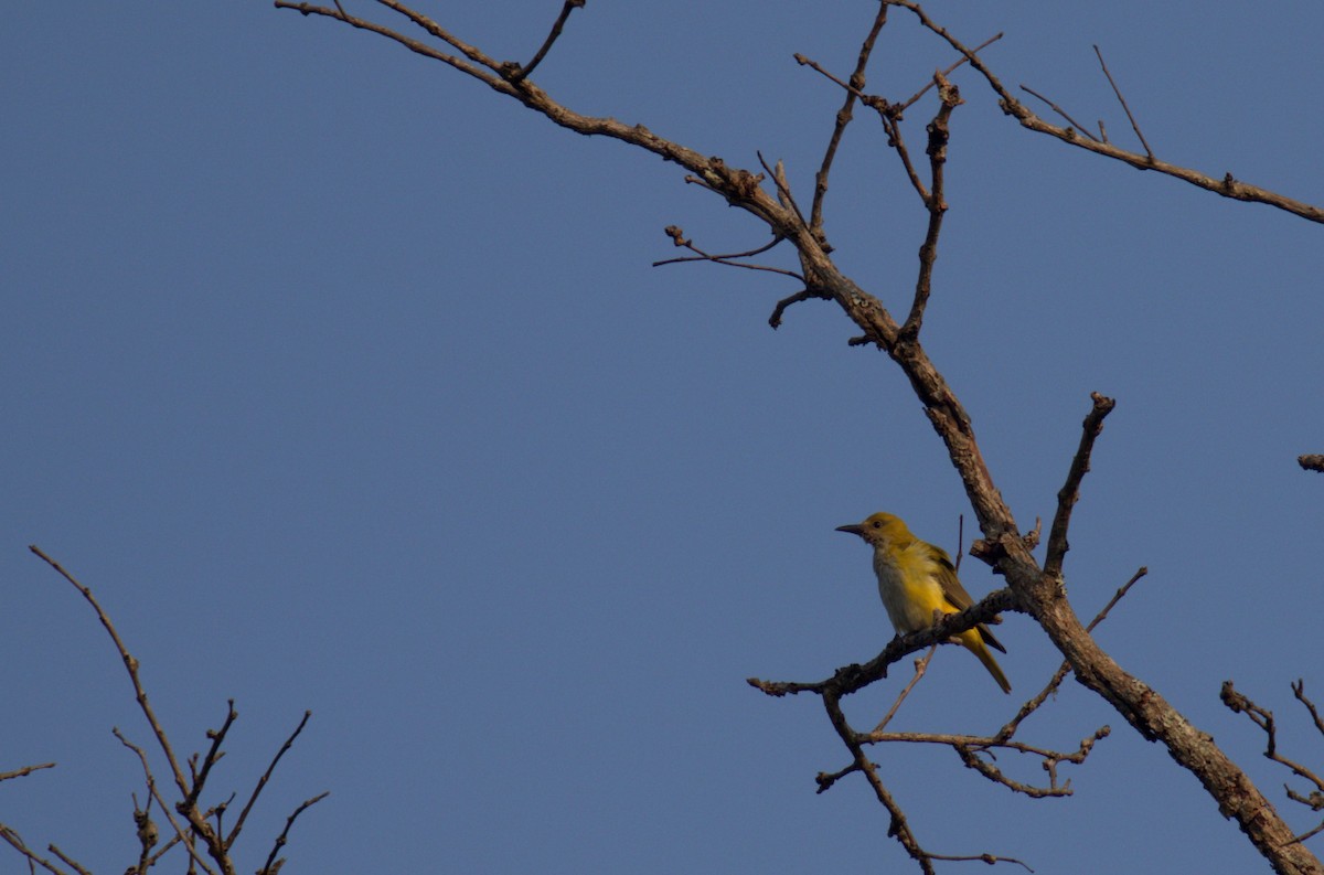 Indian Golden Oriole - ML485857691