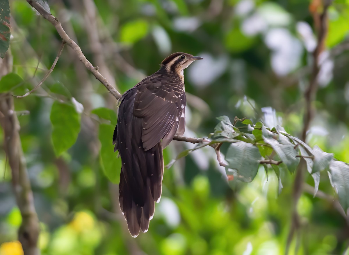 Pheasant Cuckoo - Anderson  Sandro