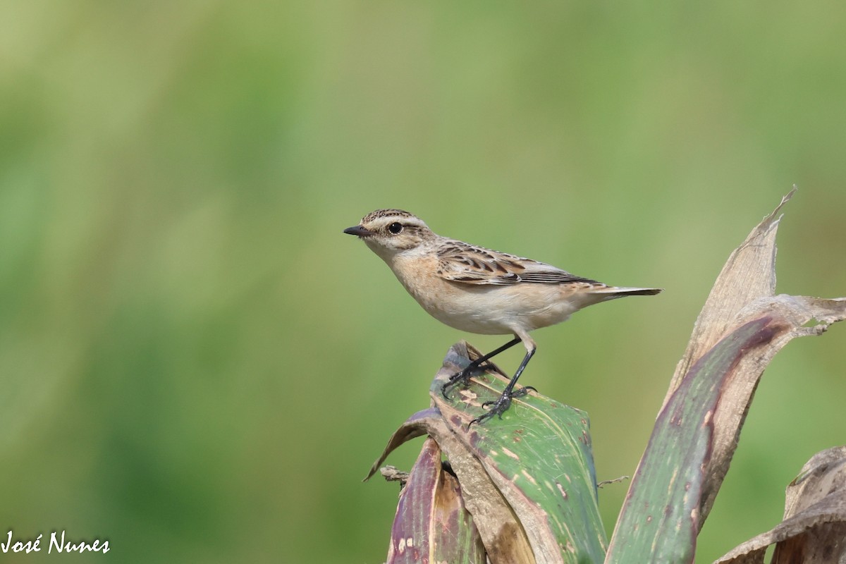 Whinchat - ML485863521