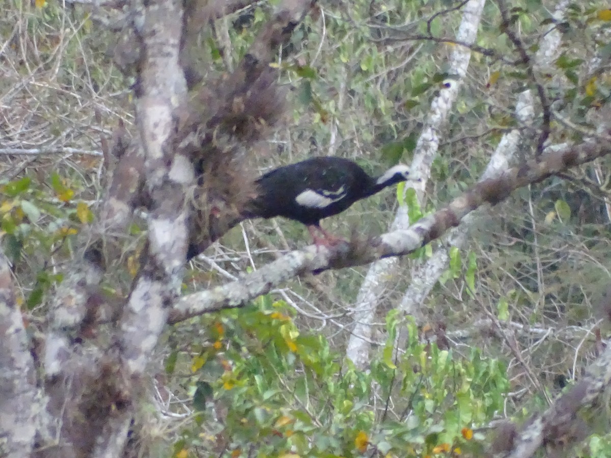 White-throated Piping-Guan - ML485864711