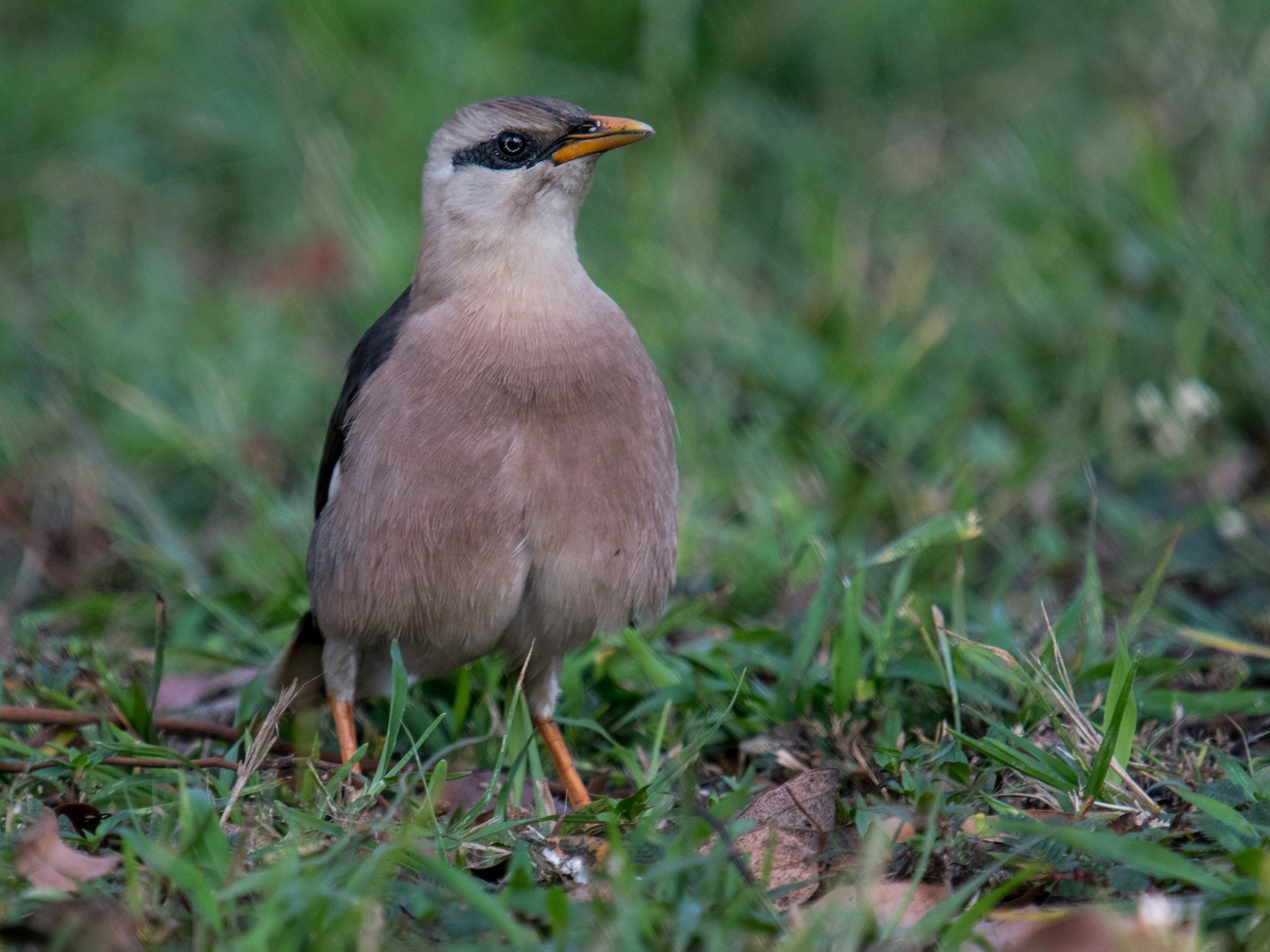Vinous-breasted Myna - Liu JYUN-FU
