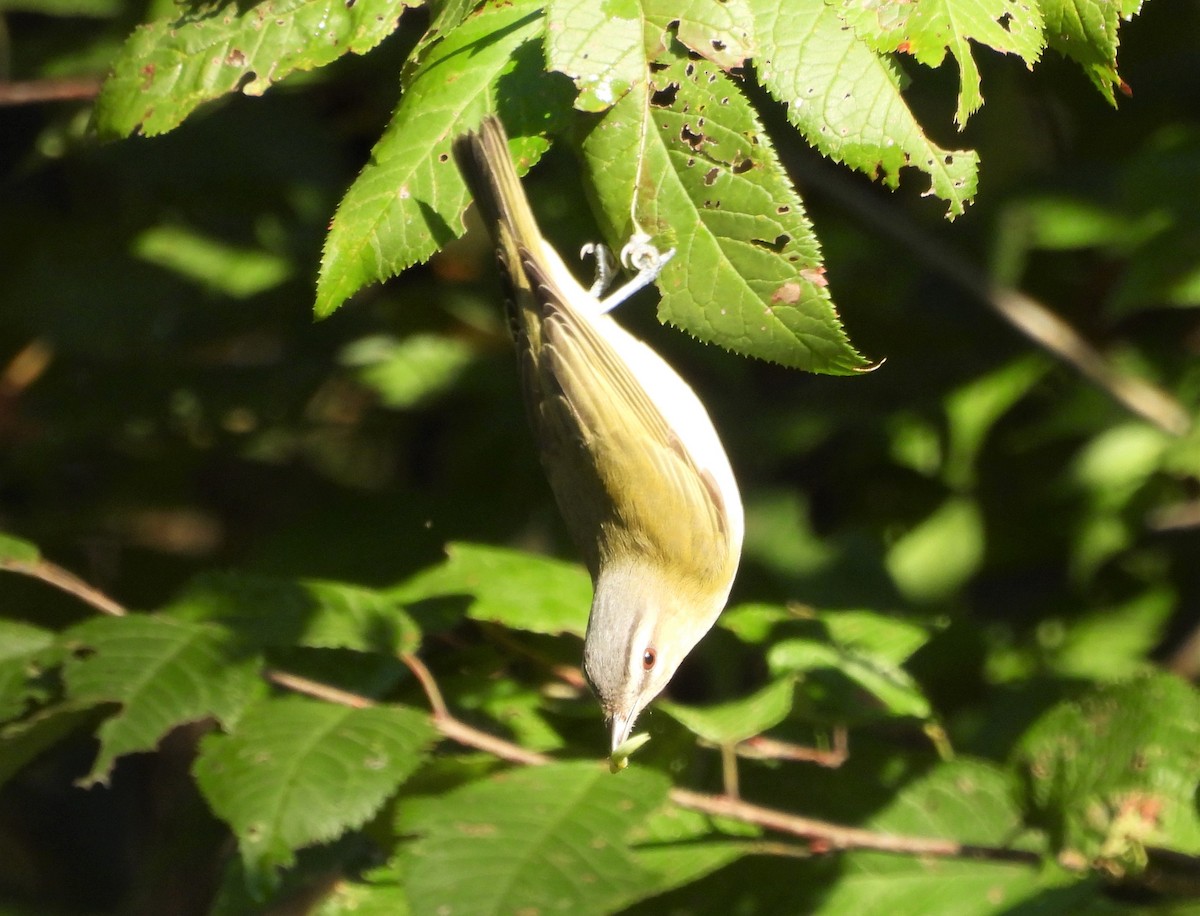 Red-eyed Vireo - Jenny Young