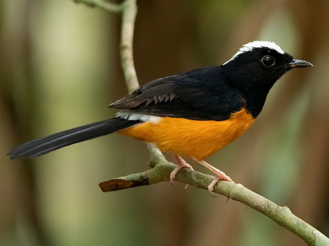 Photos - White-crowned Shama - Copsychus stricklandii - Birds of the World