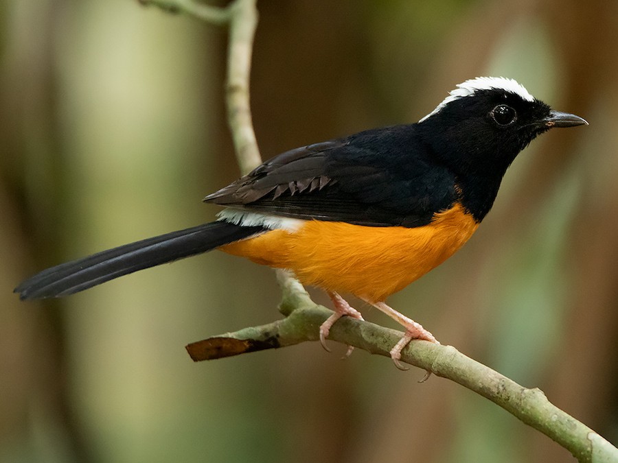 White Rumped Shama Catch Brance In Boskage.The Bird That Call