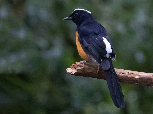 Photos - White-crowned Shama - Copsychus stricklandii - Birds of the World