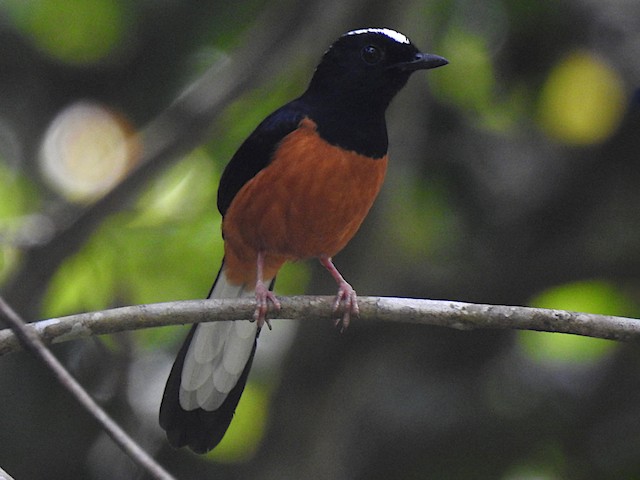 Photos - White-crowned Shama - Copsychus stricklandii - Birds of the World