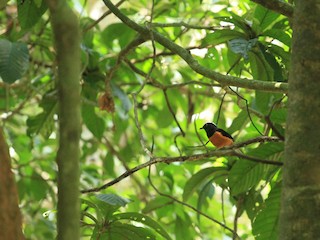 White-crowned Shama - eBird