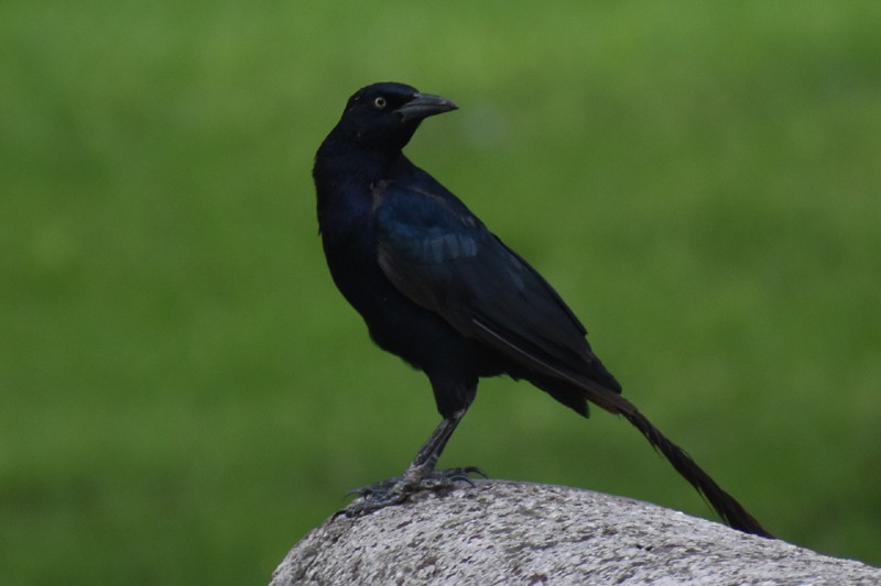 Great-tailed Grackle - ML485871911