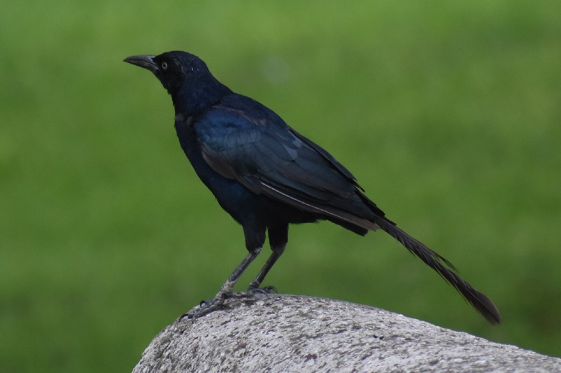 Great-tailed Grackle - ML485871921