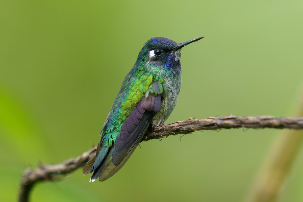 Violet-headed Hummingbird - Jeff Hapeman