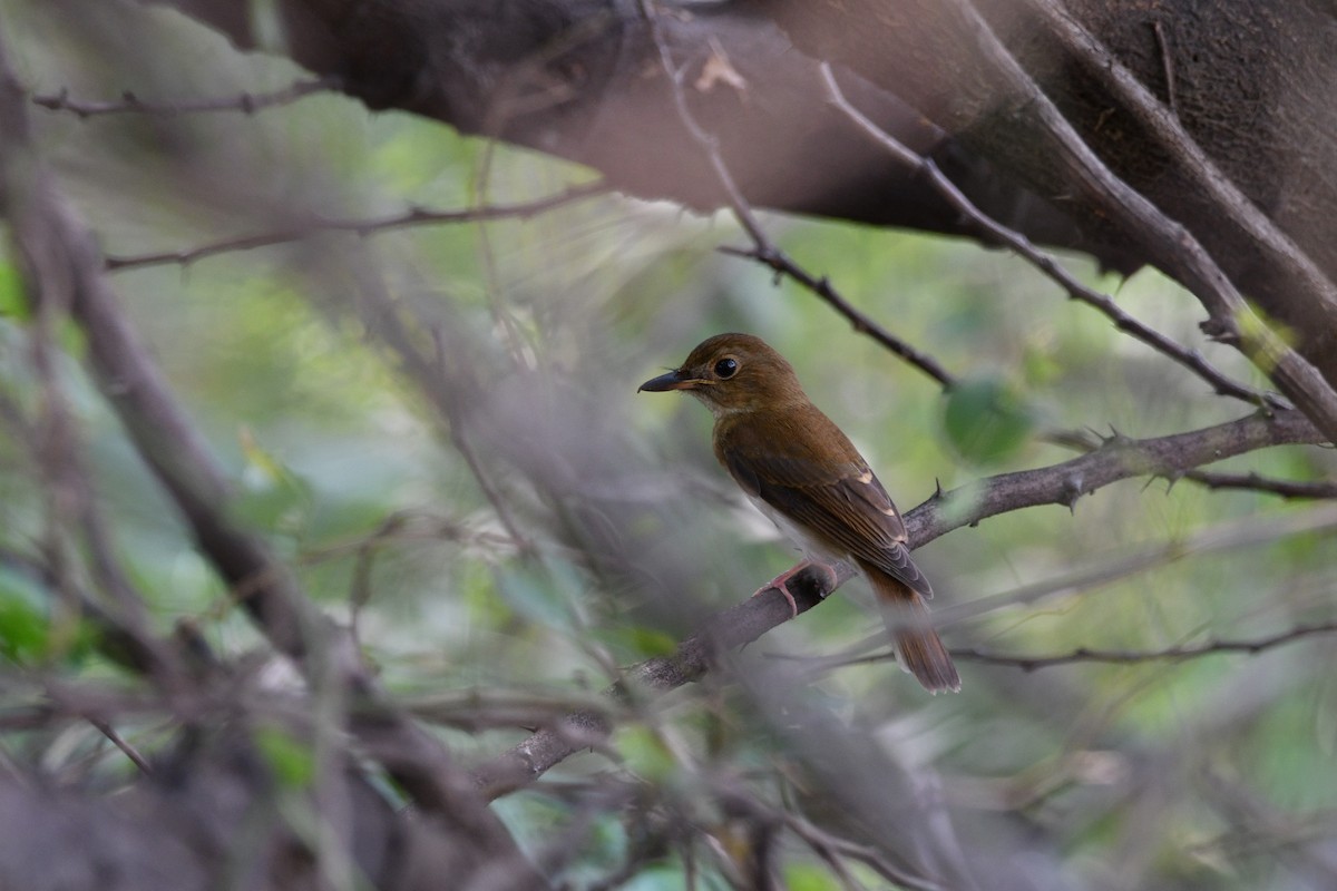Brown-chested Jungle Flycatcher - ML485878821