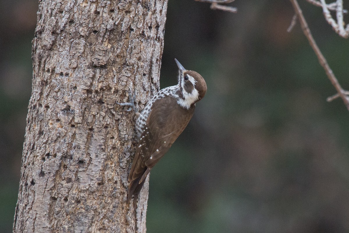 Arizona Woodpecker - ML48587931