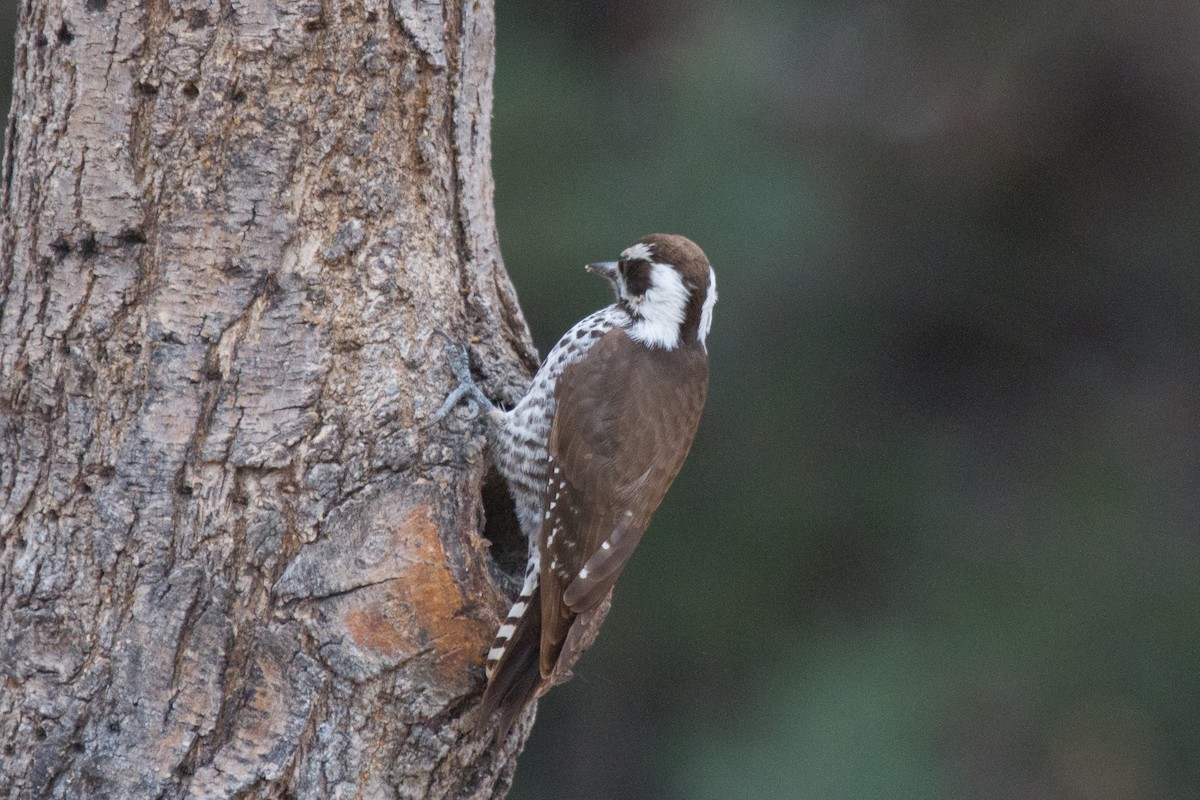 Arizona Woodpecker - Griffin Richards