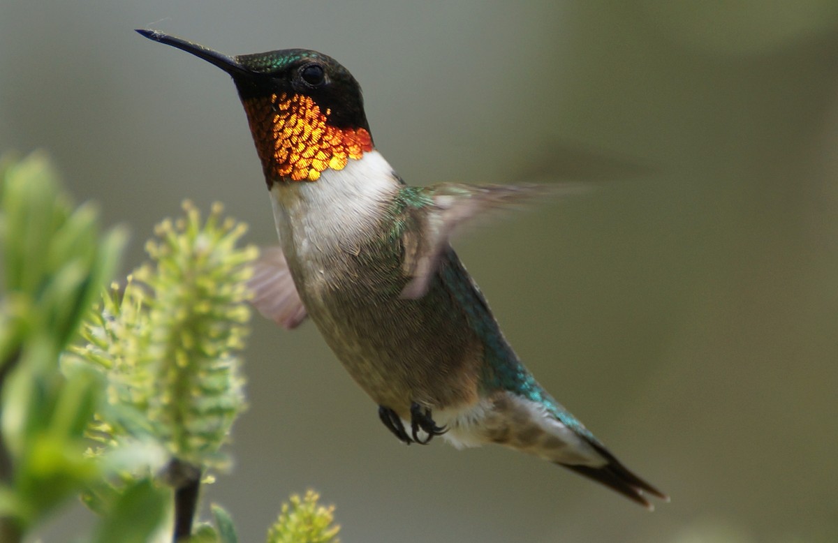 Ruby-throated Hummingbird - ML485880151