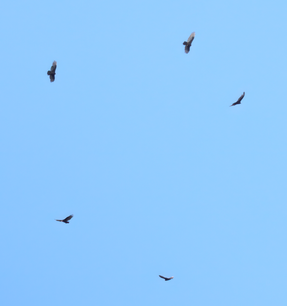 eBird Checklist - 16 Sep 2022 - Chelan Ridge Hawk Watch - 21 species