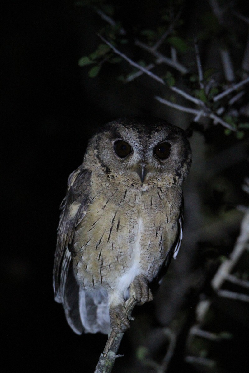 Indian Scops-Owl - Arun Singh: Andaman Bird Tour
