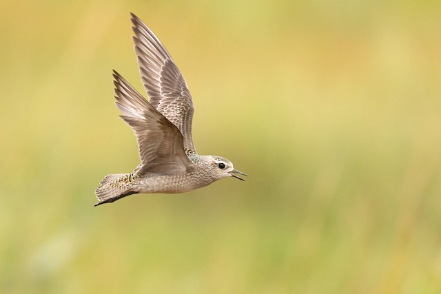 Juvenile American Golden-Plover. - American Golden-Plover - 