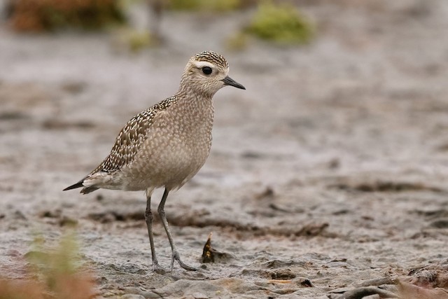 Juvenile American Golden-Plover. - American Golden-Plover - 