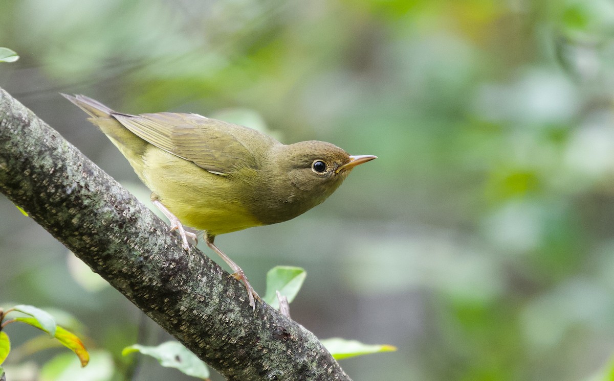 Connecticut Warbler - Will Sweet