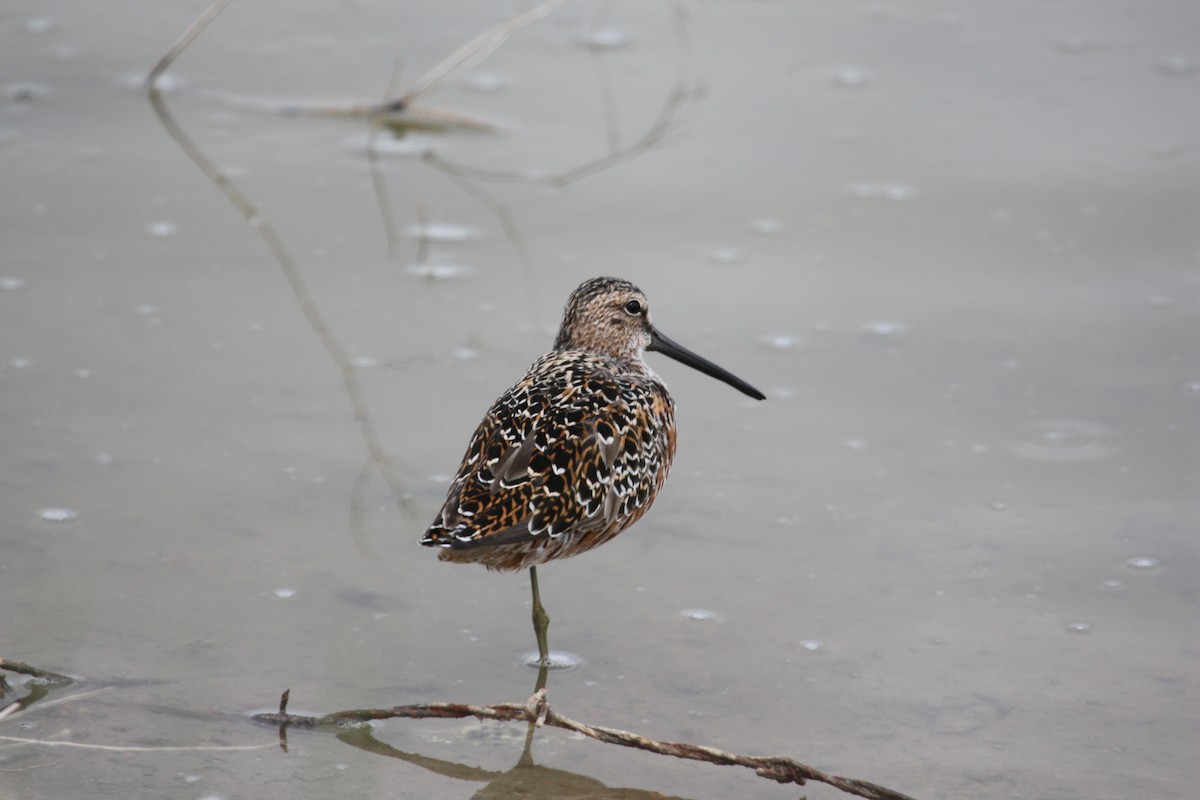 Long-billed Dowitcher - ML485910091
