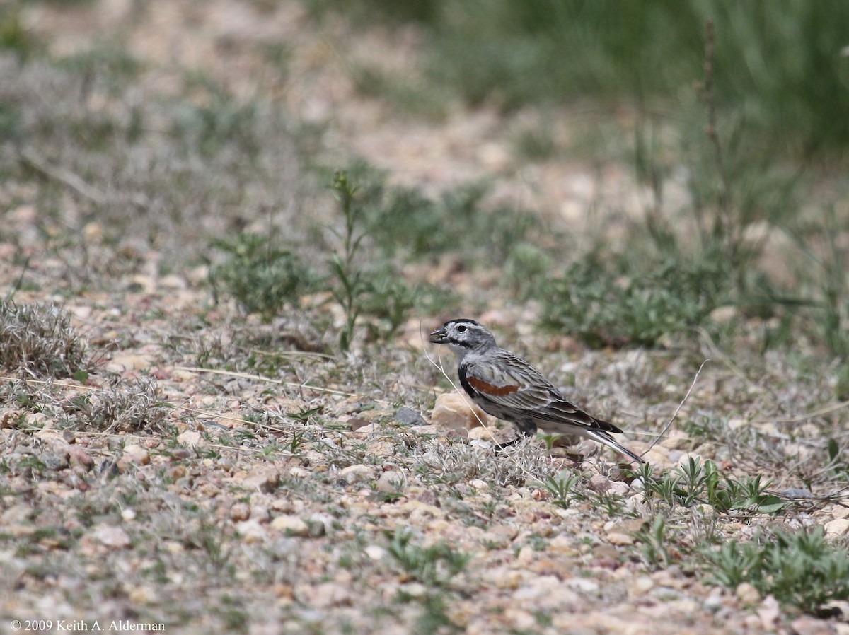 Thick-billed Longspur - ML485911691