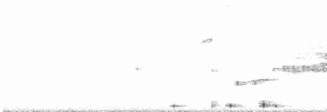 Bewick Çıtkuşu - ML485913091